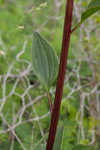 Groovestem Indian plantain